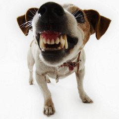 TerrierWithFangs