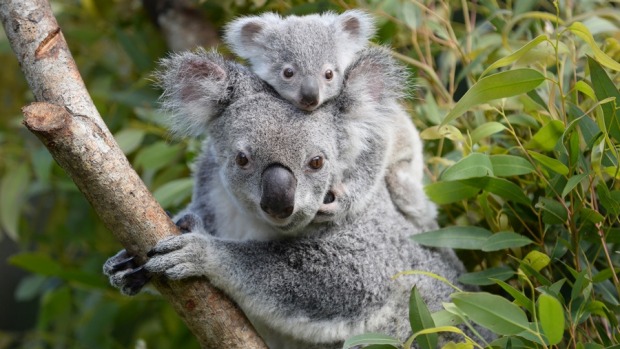 Koalas, Coal and Cash - » The Australian Independent Media Network